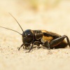 Cvrcek polni - Gryllus campestris - Field Cricket 9440